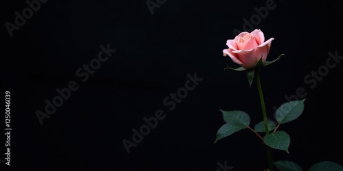A single delicate light pink rose elegantly blooms against a stark black backdrop, showcasing its beauty and grace