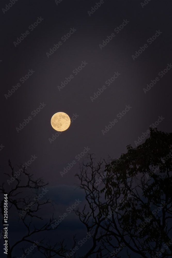 Full moon above silhouetted tree branches in Jerome, Arizona. Vertical. Full moon above silhouetted tree branches in Jerome, Arizona. Vertical.