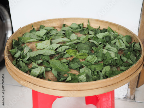 drying bay leaves in a winnowing basket made of bamboo photo