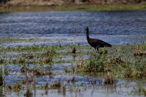 glossy ibis
