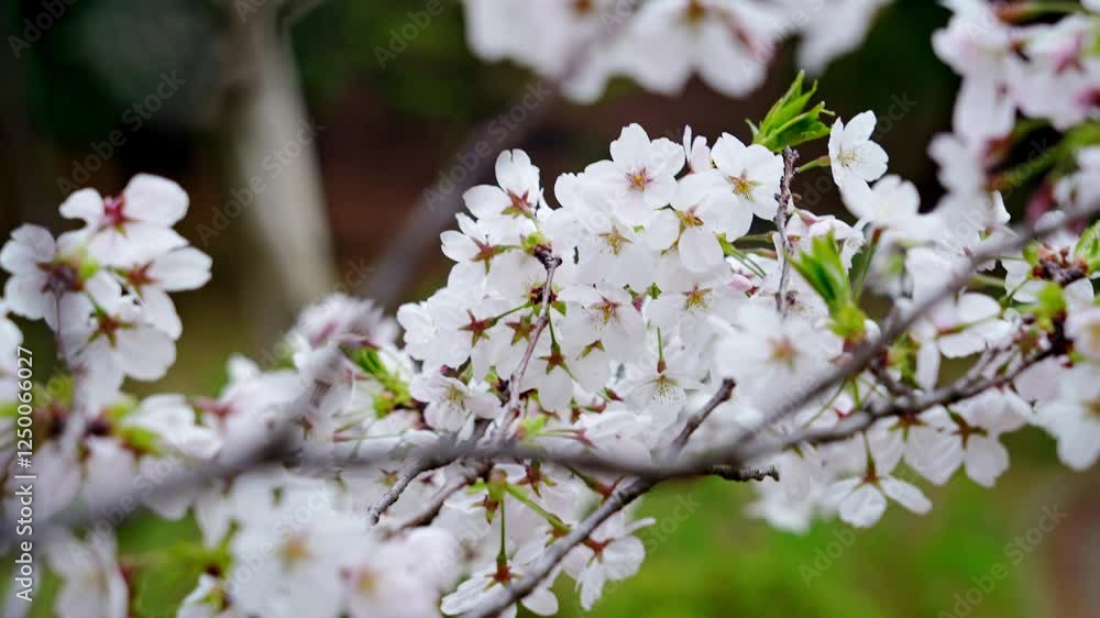 桜、サクラ、花、植物、満開、花見、春、青空、美しい、開花、ピンク、風景、景色、日本、和風、木、桜の木、桜花、花弁、花びら、かわいい、枝、自然、新春、暖かい、公園、屋外、晴れ、桃色、ソメイヨシノ、明るい、咲く、綺麗、観光、旅行、伝統、季節、和、鮮やか、ナチュラル、ボタニカル、花盛り、桜前線、入学式、卒業式、入学、卒業、新生活、合格、受験 桜、サクラ、花、植物、満開、花見、春、青空、美しい、開花、ピンク、風景、景色、日本、和風、木、桜の木、桜花、花弁、花びら、かわいい、枝、自然、新春、暖かい、公園、屋外、晴れ、桃色、ソメイヨシノ、明るい、咲く、綺麗、観光、旅行、伝統、季節、和、鮮やか、ナチュラル、ボタニカル、花盛り、桜前線、入学式、卒業式、入学、卒業、新生活、合格、受験