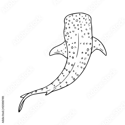 vector illustration of a whale shark