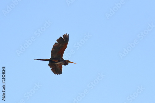 purple heron photo