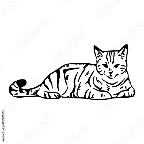 hand drawn illustration of a cat