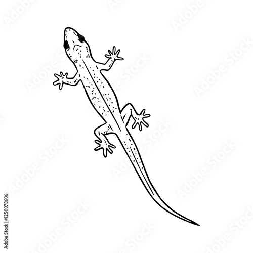 hand drawn gecko graphic