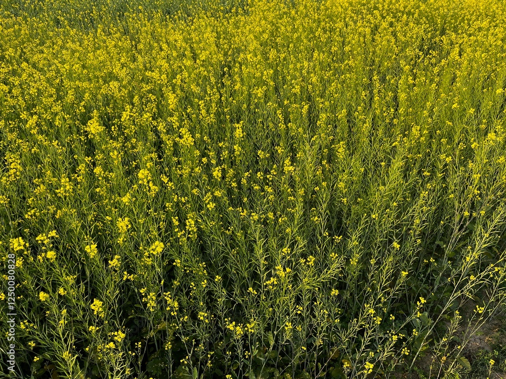 Fototapeta premium Wheat plant, Mustard plant, field, flower, nature, yellow, sky, spring, agriculture, landscape, plant, meadow, summer, flowers, farm, rural, countryside, blue