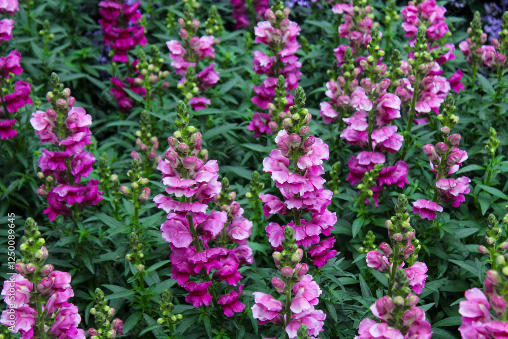 Blooming snapdragon flowers filling the garden with color Blooming snapdragon flowers filling the garden with color