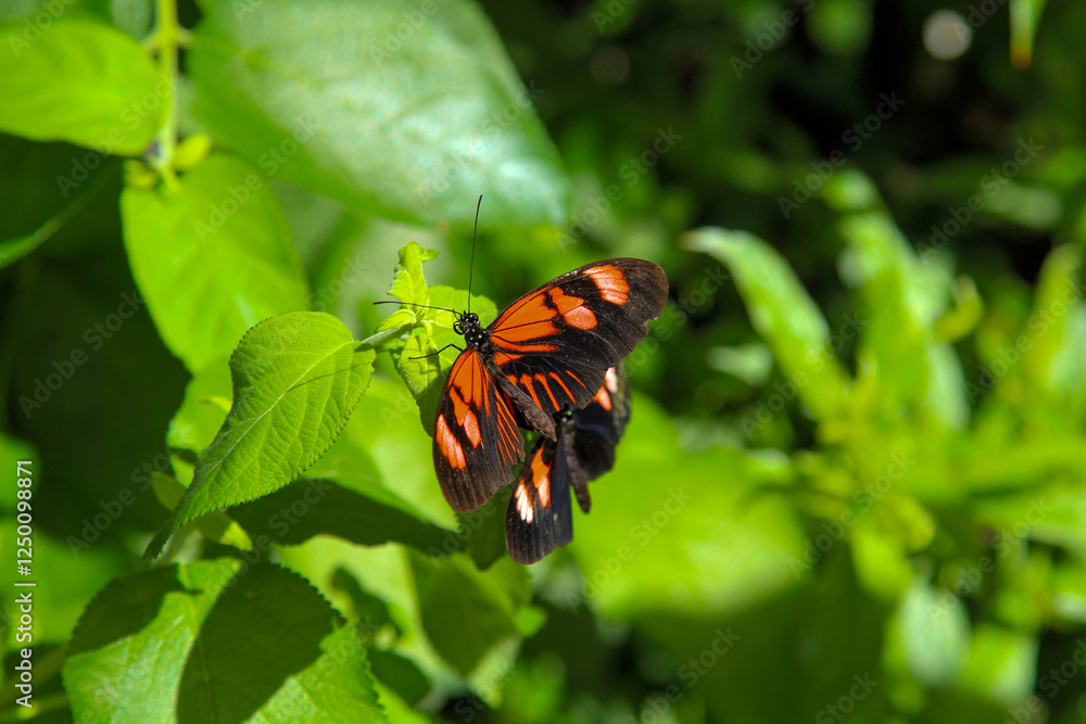 Orange and black butterfly resting on green leaves in nature Orange and black butterfly resting on green leaves in nature