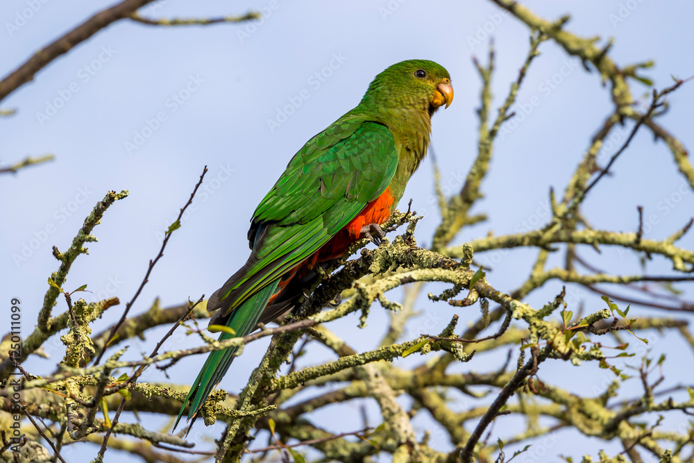 Obraz premium Photograph of an Australian King Parrot sitting in a leafless tree in the sunshine in the Blue Mountains in New South Wales, Australia.