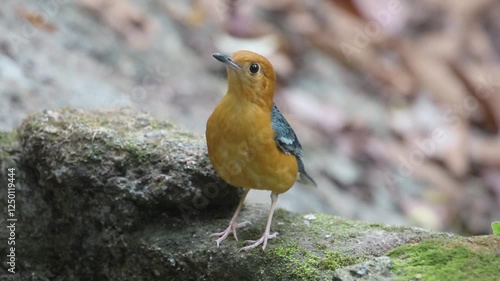 Wallpaper Mural Orange-headed Thrush,bird   launching off from ground branch in thick tropical rainforest in Kaeng Krachan National Park Thailand,video Torontodigital.ca