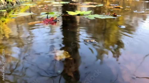 森の中で水たまりに落ちる水滴。映像素材。