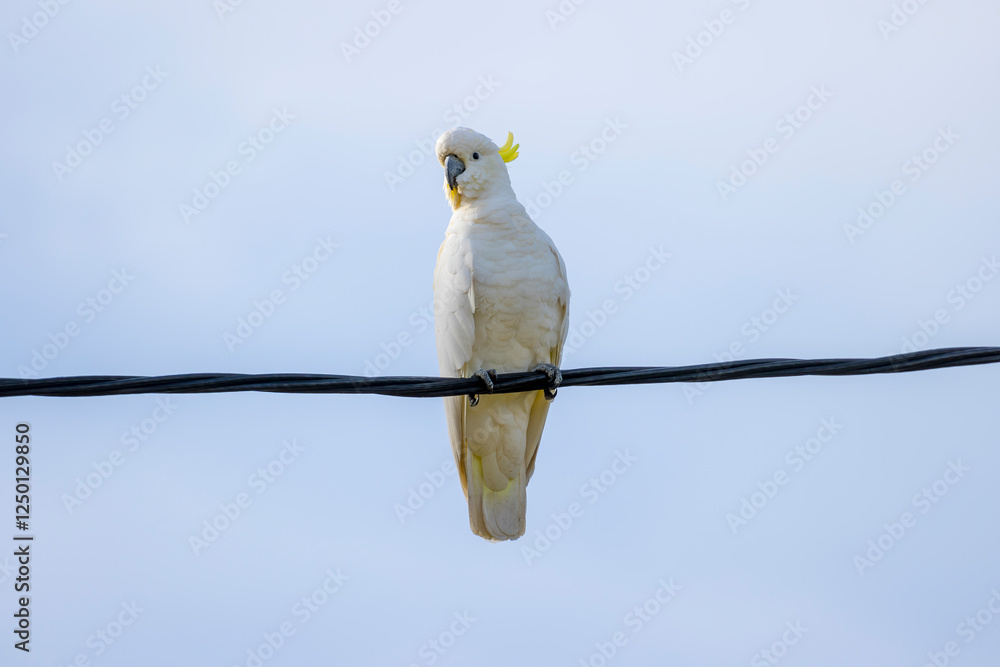 Photograph of a white Sulphur Crested Cockatoo sitting on a transmission cable on a sunny day in the Blue Mountains in New South Wales, Australia. Photograph of a white Sulphur Crested Cockatoo sitting on a transmission cable on a sunny day in the Blue Mountains in New South Wales, Australia.