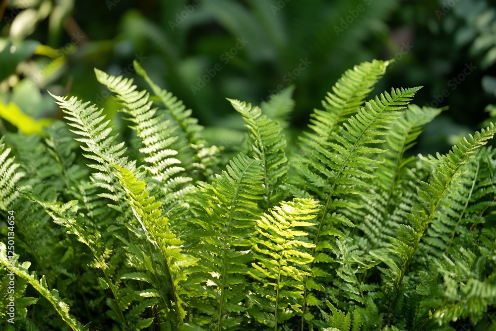 Lush green ferns illuminated by sunlight in a natural setting. Lush green ferns illuminated by sunlight in a natural setting.