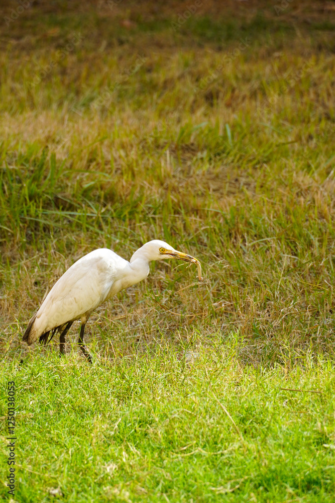 Fototapeta premium Cattle Egret Catching Its Prey