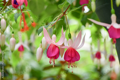 フクシア「ウィンザーリン」Fuchsia photo