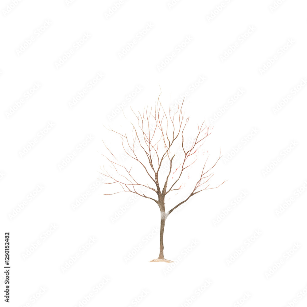 Beautiful Artistic Tree with Colorful Leaves Isolated on White Background Beautiful Artistic Tree with Colorful Leaves Isolated on White Background