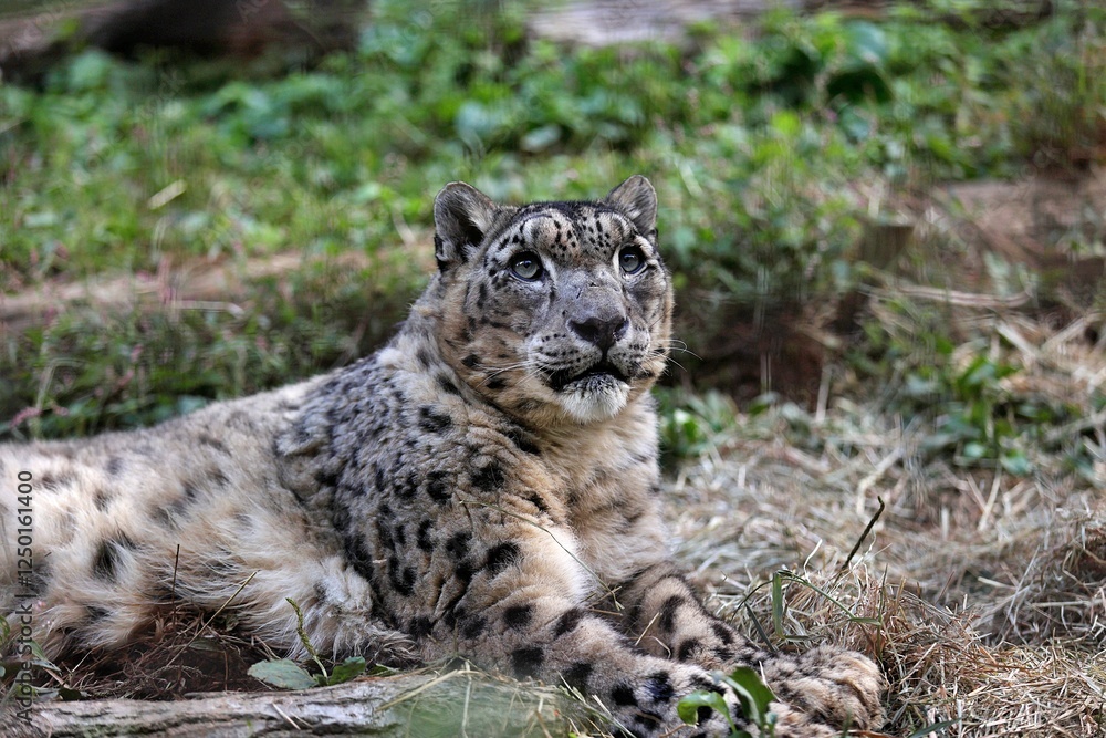 Naklejka premium 地面に伏せて見上げるユキヒョウ