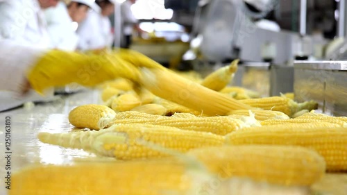 Corn processing at Petal Material plant showcases efficient techniques for corn preparation