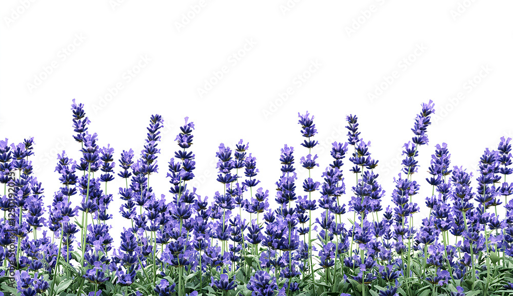 Naklejka premium 3D render of a lavender field border, isolated on a white background. 