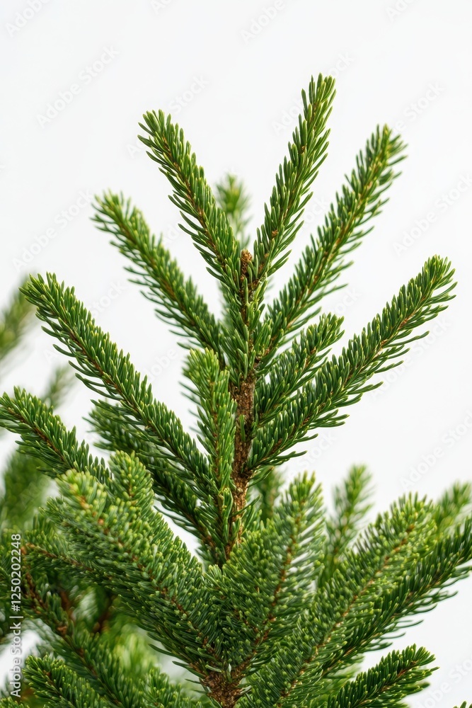 Close-up of a Young Norfolk Island Pine Tree Branch with Vibrant Green Needles on White Background Close-up of a Young Norfolk Island Pine Tree Branch with Vibrant Green Needles on White Background