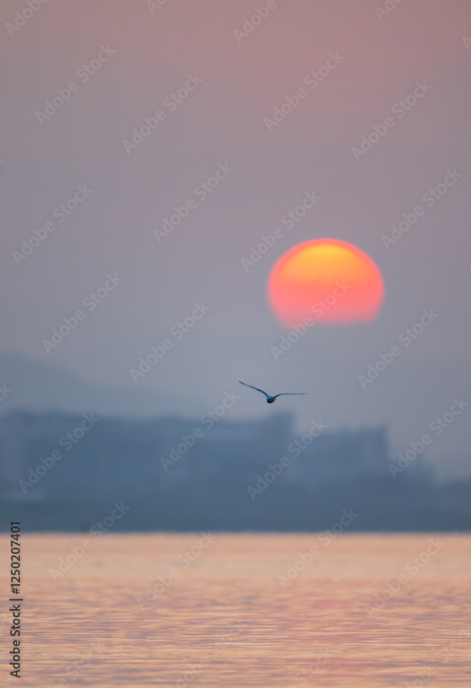 A seagull flying over the sea at sunrise. A seagull flying over the sea at sunrise.