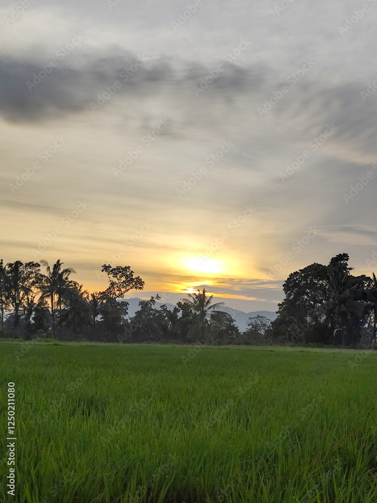 The view of coconut trees and rice fields in rural Indonesia in the afternoon with the sky looks very beautiful. The view of coconut trees and rice fields in rural Indonesia in the afternoon with the sky looks very beautiful.