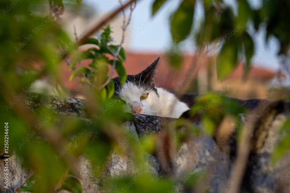 Cat sleeping on the roof of a house in the shade of a tree Cat sleeping on the roof of a house in the shade of a tree
