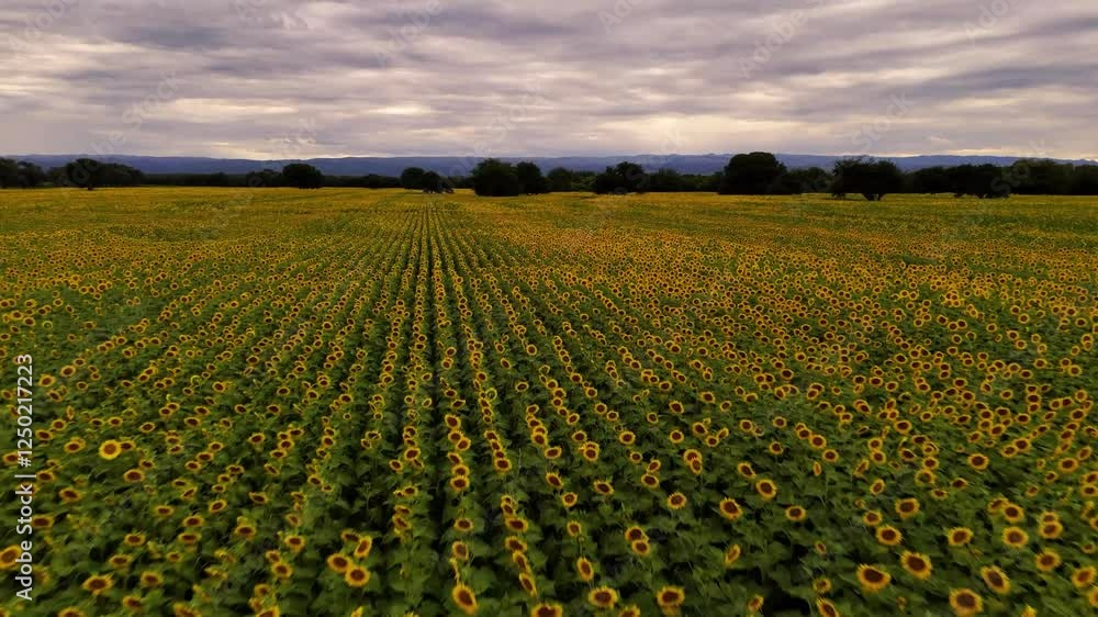 Aerial drone shot of a sunflower field Aerial drone shot of a sunflower field