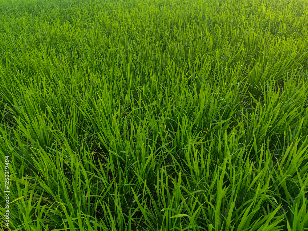 Rice plants in fresh green rice fields. Bacjground of rice plants in rice fields. Rice plants in fresh green rice fields. Bacjground of rice plants in rice fields.