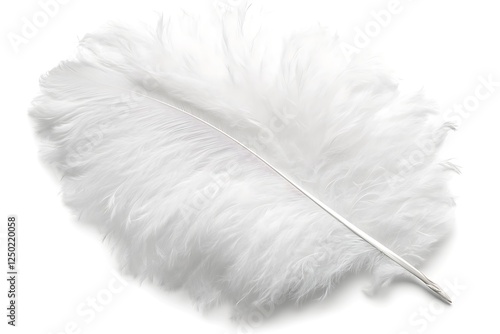 White Ostrich Feather on White Background photo