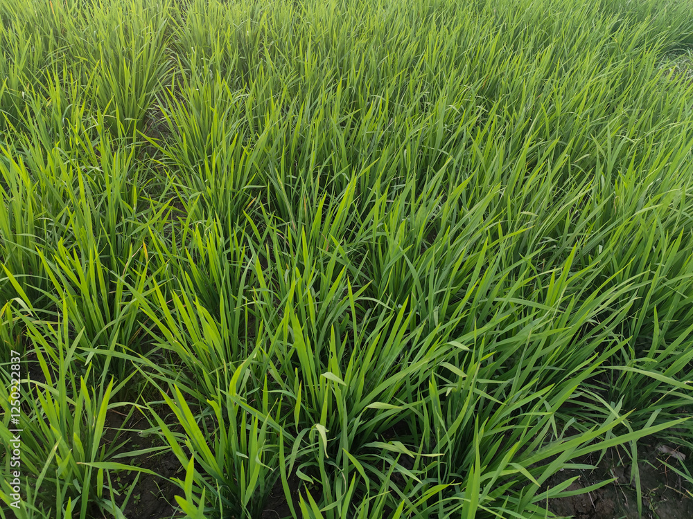 Rice plants in fresh green rice fields. Bacjground of rice plants in rice fields. Rice plants in fresh green rice fields. Bacjground of rice plants in rice fields.