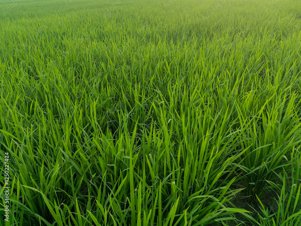 Rice plants in fresh green rice fields. Bacjground of rice plants in rice fields. Rice plants in fresh green rice fields. Bacjground of rice plants in rice fields.