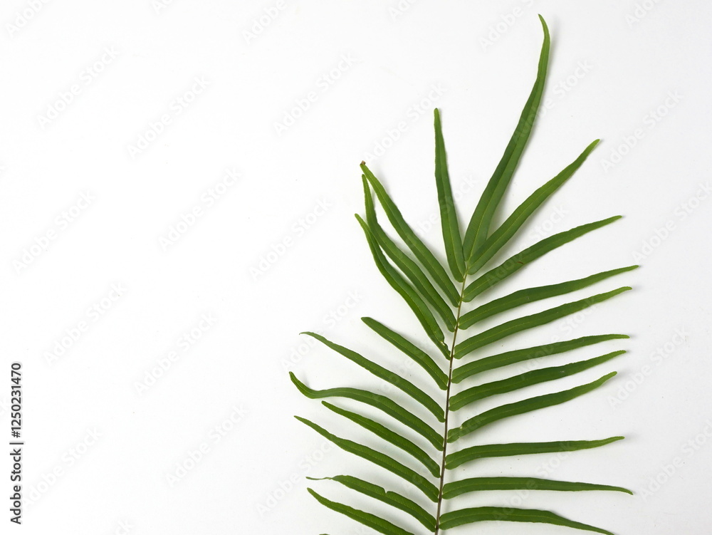 Fern leaves with a white background are placed on the edge Fern leaves with a white background are placed on the edge