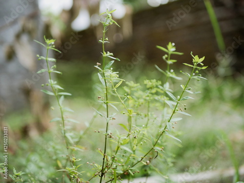 wild plants that grow abundantly in the yard photo