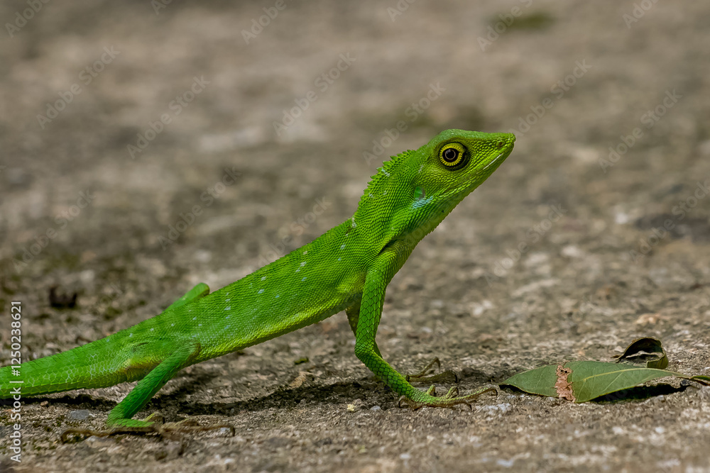 green lizard on a rock green lizard on a rock