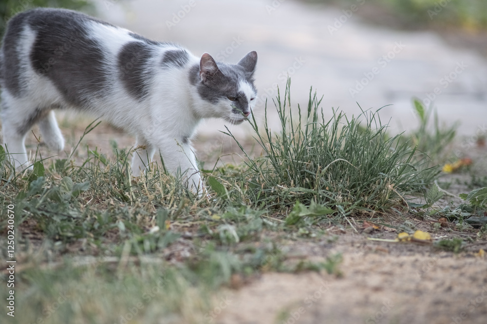 Portrait of a young handsome mongrel cat. Portrait of a young handsome mongrel cat.