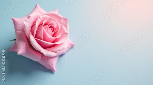 A single pink rose on a light blue background, delicate petals and soft light