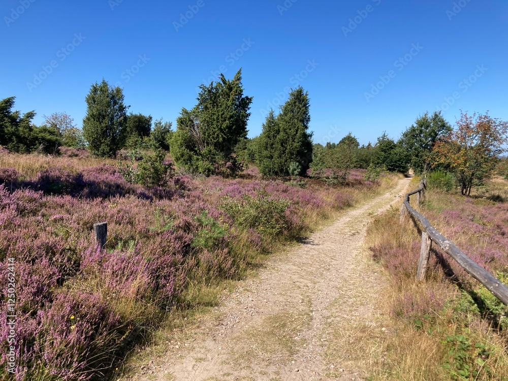 Fototapeta premium Weg auf dem Wilseder Berg in der Lüneburger Heide im Sommer bei Heideblüte