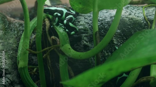 Turquoise Poison Dart Frogs Crawling Around