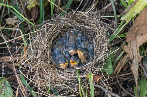 The Southern Urals, Warbler (Acrocephalus palustris) chicks in the nest. photo