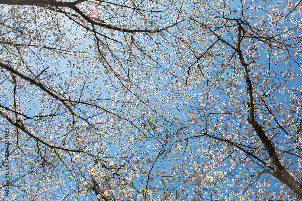 青空を背景に満開の桜
青空を背景に満開の桜