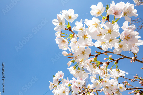 青空を背景に満開の桜

