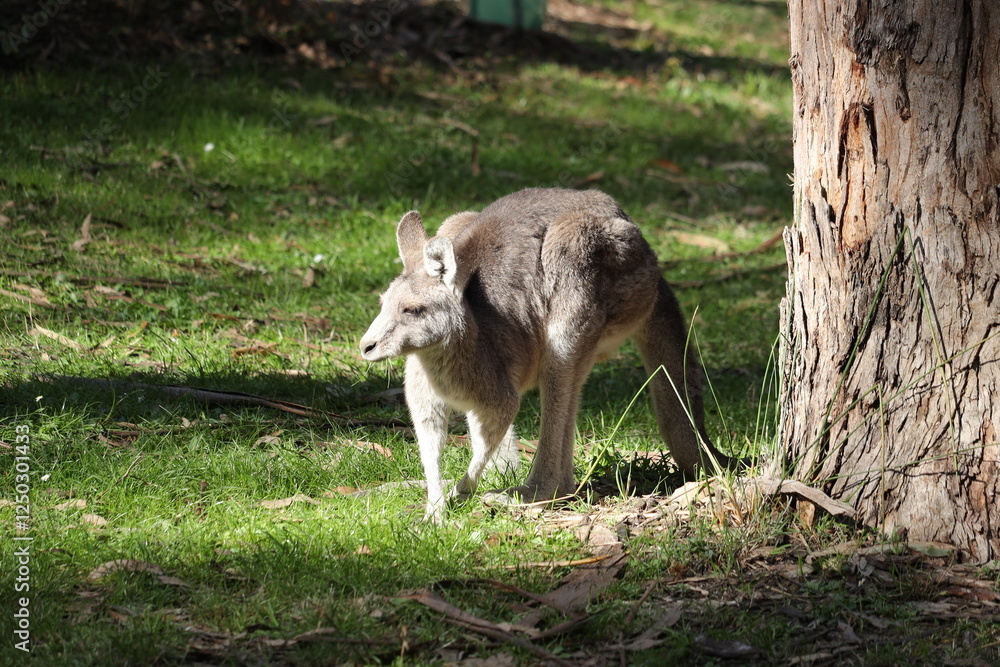 Fototapeta premium Wild Kangaroo in the Grass A Peaceful Moment in Nature