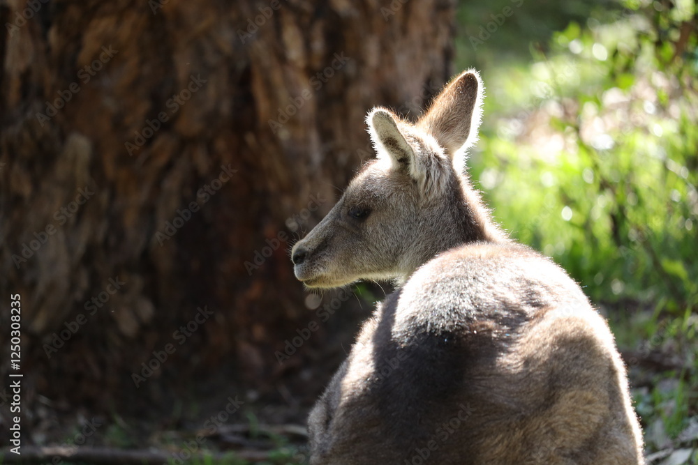 Fototapeta premium Wild Kangaroo in the Grass A Peaceful Moment in Nature