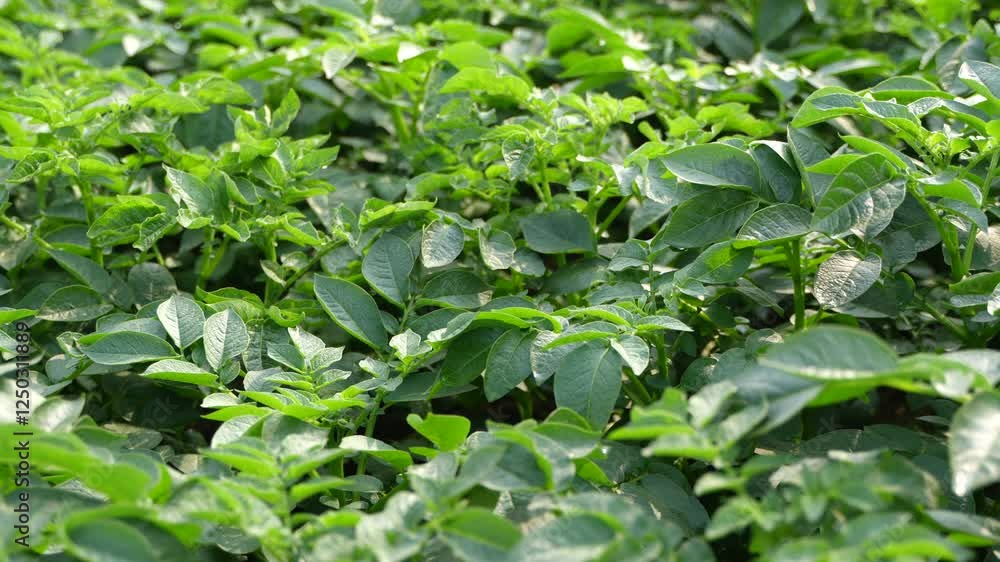 Potatoes are grown in vast areas. Potatoes are grown in vast areas.