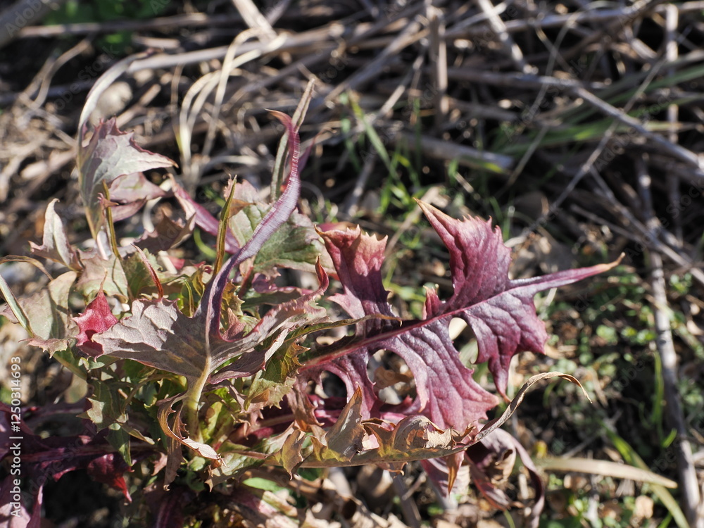 Naklejka premium 植物