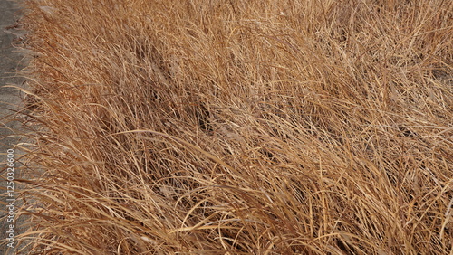 dry grass background