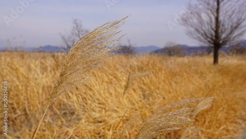 field of wheat