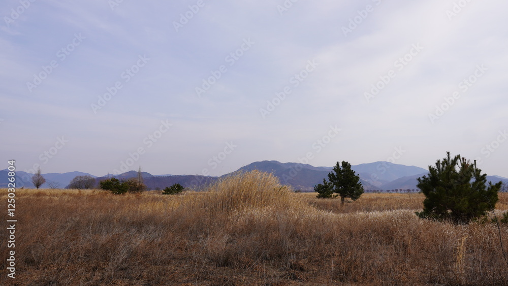 landscape with trees landscape with trees