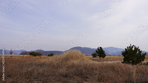 landscape with trees